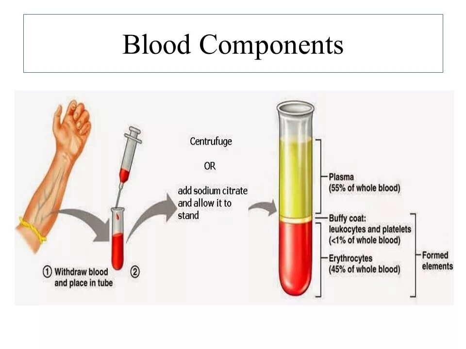 Blood components. Main components of Blood. Composition of Blood components of Blood. Formed elements of Blood.