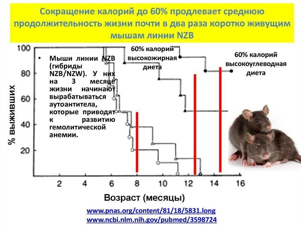 Срок жизни крысы. Средняя продолжительность жизни мышей. Срок жизни крысы. Домашняя декоративная крыса. Продолжительность жизни крысы.