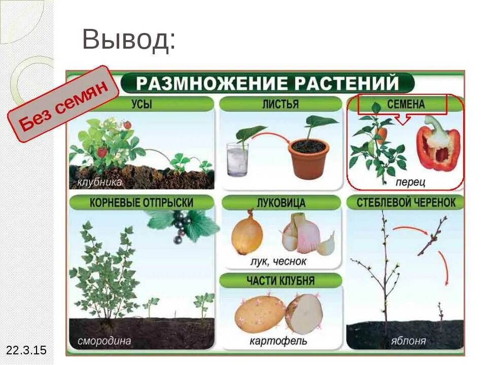 Размножение растений. Растения которые размножаются. Три способа размножения растений. Размножение частями растения. Размножение растений и его значение 6 класс