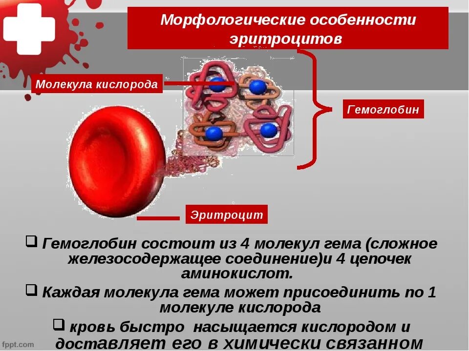 Гемоглобин. Морфологические особенности эритроцитов. Характеристика эритроцитов. Гемоглобин в крови. Гемоглобин образуется в результате