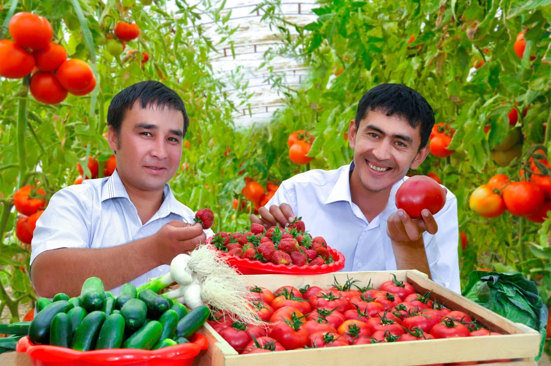 дехканское хозяйство узбекистан. сельское хозяйство овощи. человек с урожаем. нетипичный фермер огород. фермер с овощами.