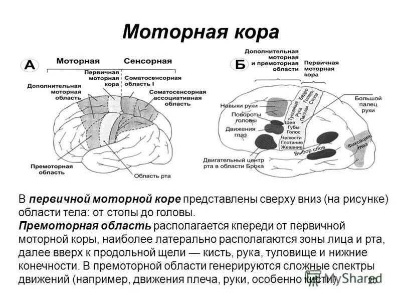 Моторные зоны мозга. Функции моторной коры головного мозга. Премоторная область коры большого мозга. Моторная область коры большого мозга физиология.