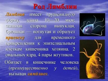 Лямблии антиген инвитро