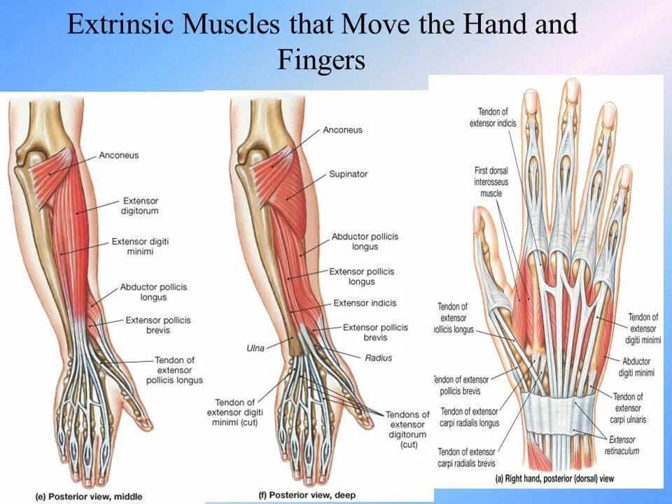 M extensor digitorum. Extensor digitorum кисти. разгибатель указательного пальца m. extensor indicis. разгибатель пальцев- musculus extensor digitorum. m extensor indicis.