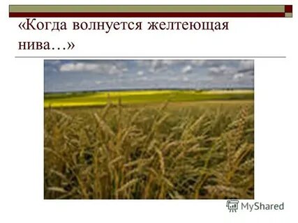 Желтеющая нива анализ