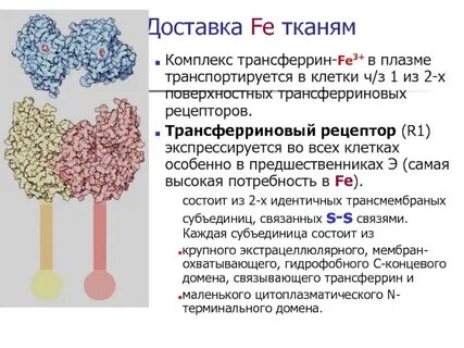 Трансферрин выше нормы