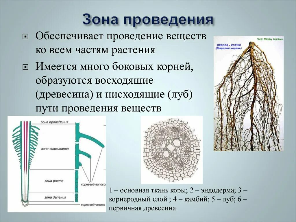 Каким тканям образован корень