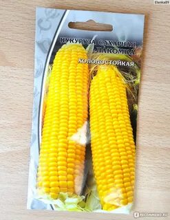 Одно из названий кукурузы 4