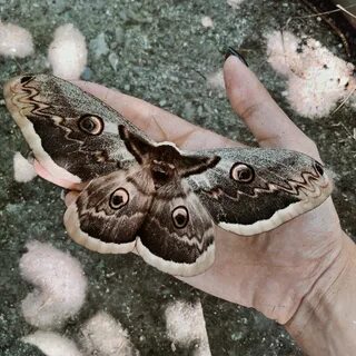 Какие мотыльки