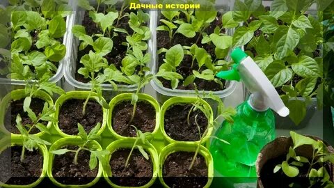 Какая емкость для рассады помидор