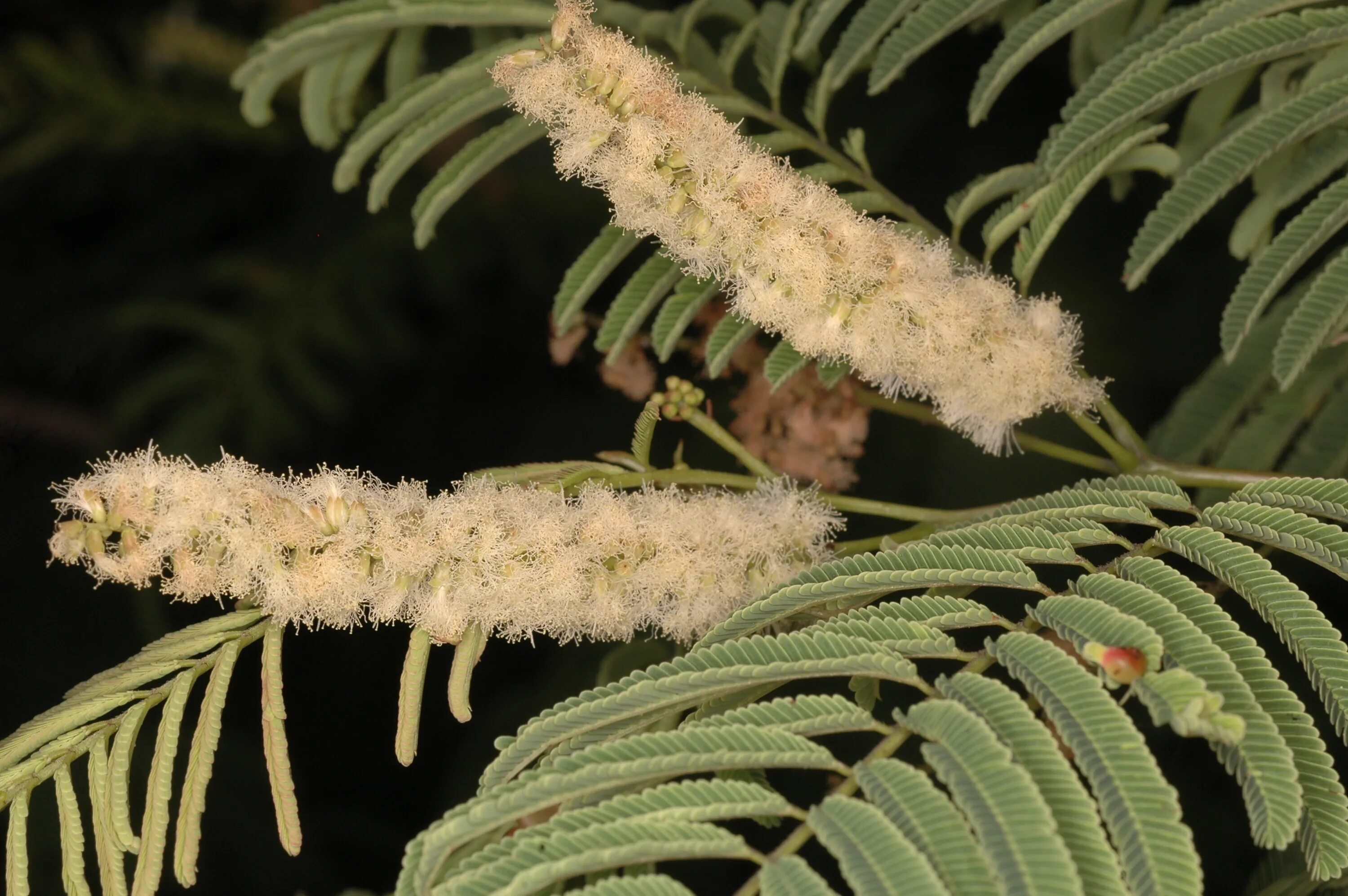 Черный катеху (acacia catechu). Акация в таджикистане. Акация сенегальская. Акация катеху древесина. Акация катеху.