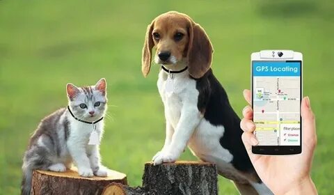 Pet finder
