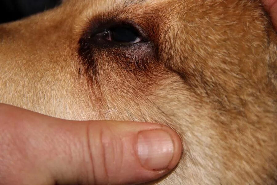 Собака чешет глаза