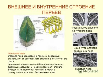Лабораторная работа строение перьев птиц 7 класс