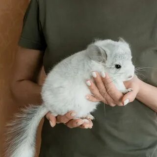 Какая шиншилла