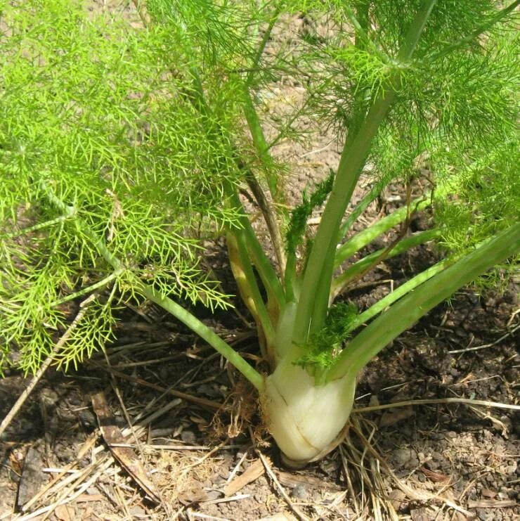 Фенхель овощной удалец. Как вырастить фенхель. Фенхель корневой. Фенхель овощной. Фенхель овощной сопрано.