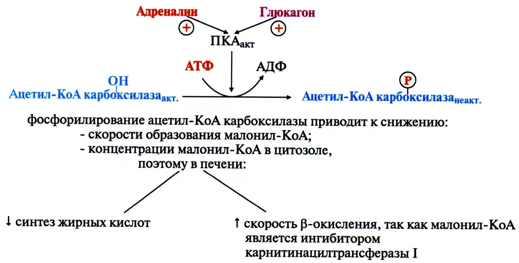 Активатор ацетил-КОА карбоксилазы. Ацил КОА И ацетил КОА. Малонил КОА. Образование малонил КОА. Ацетил коа фермент