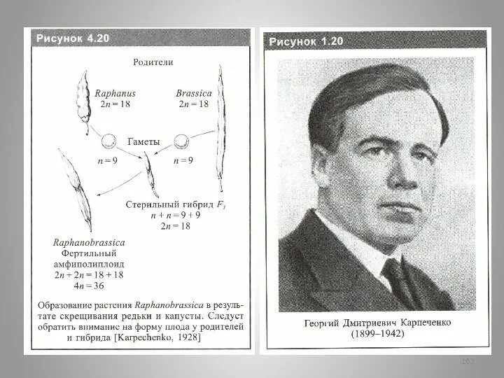 Карпеченко капустно редечный гибрид. Достижения Георгия Дмитриевича Карпеченко в селекции. Капустно-редечный гибрид Карпеченко.