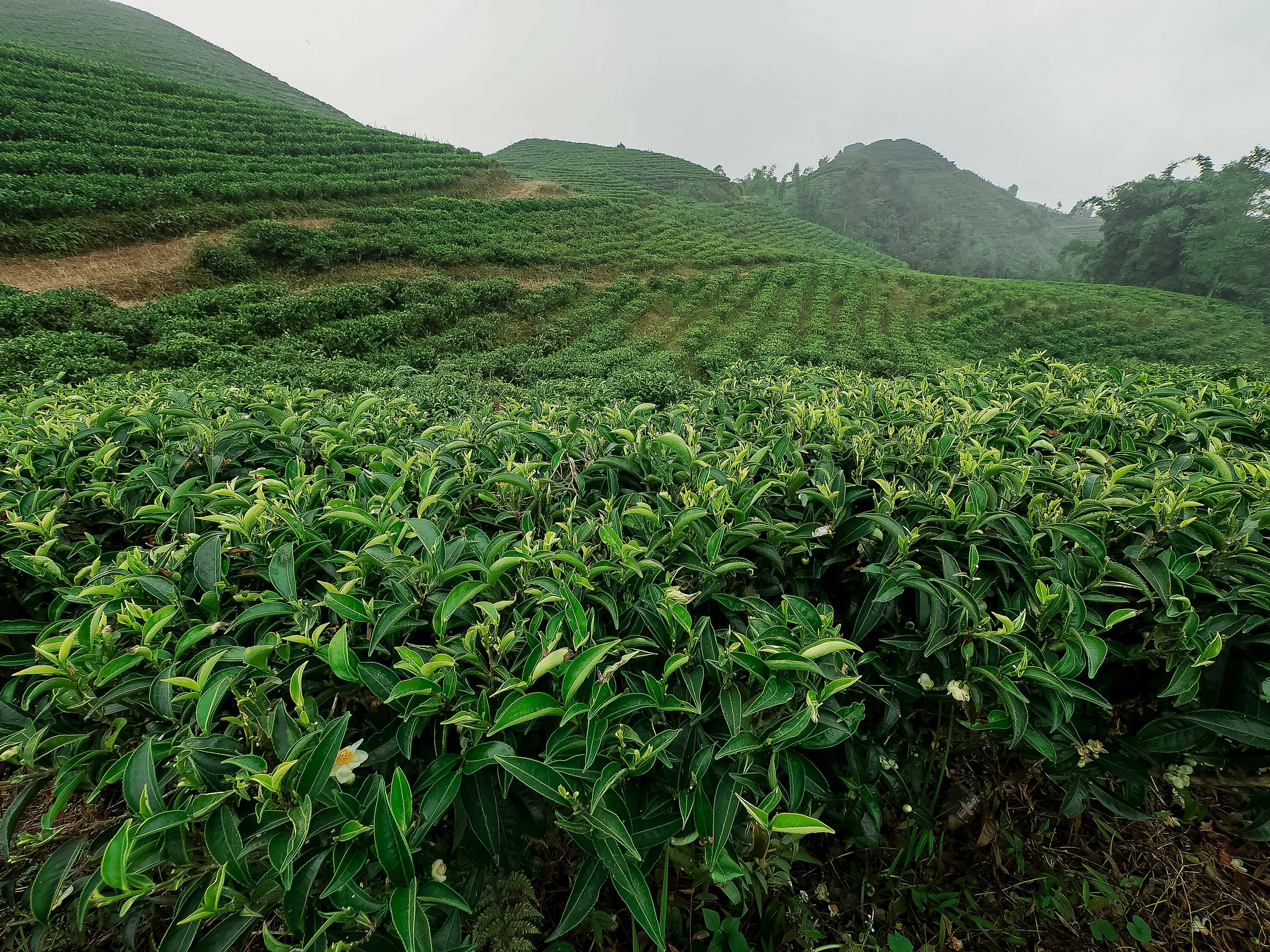 Листья чая китайского. Camellia sinensis чай. Camellia sinensis плантация. Чайные плантации Посон. Чайный куст китайская Камелия.