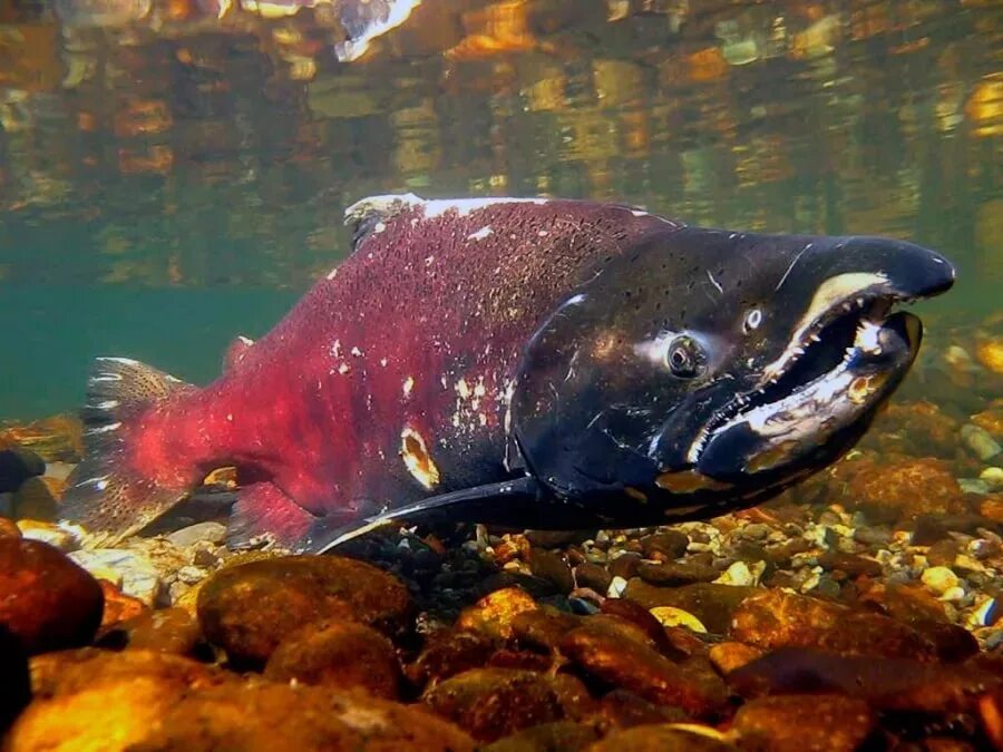 Чавыча рыба. Лосось чавыча. Королевский лосось чавыча. Чавыча Oncorhynchus tshawytscha.