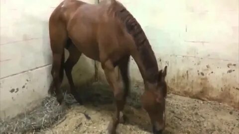 В зимнюю пору лошадка примерзла писюлькой