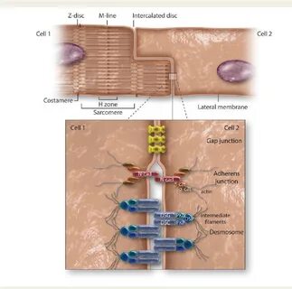 Figure 1 Old model of the cardiac intercalated disc, in which adherens junc...