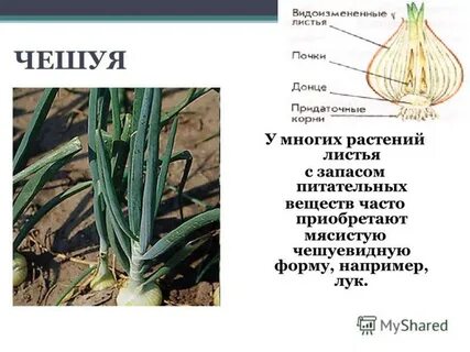 Видоизменение органа листа