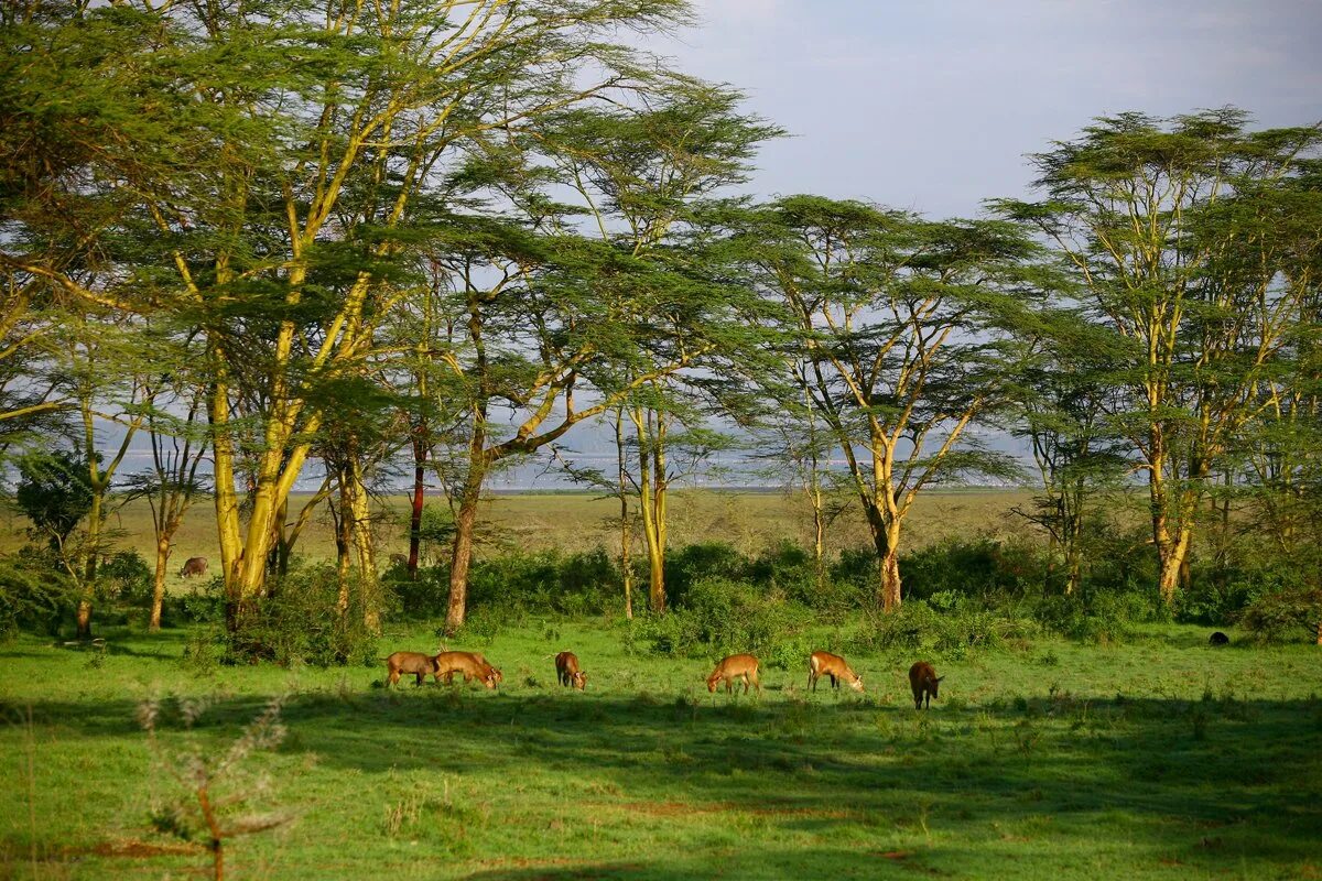 Редколесья африки. Саванна восточной африки савана. Африканская пустыня намиб. Саванны субэкваториального пояса. Зона тропических степей.