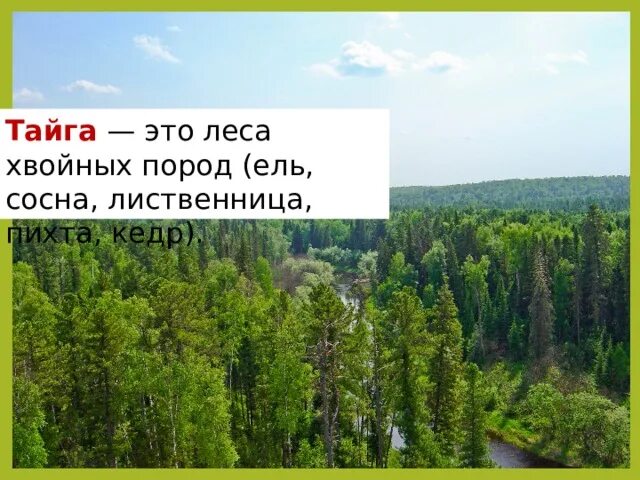 Таблица разнообразие лесов. Леса России 8 класс география. Презентация леса России 8 класс география. Презентация разнообразие лесов России. Разнообразие лесов России 8.