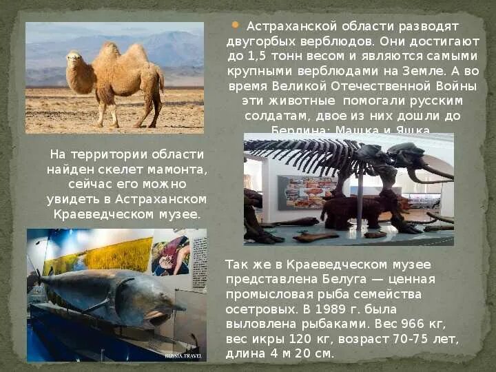 Сообщение про астраханская область. Астраханский кремль доклад. Интересные факты об астрахани. Сообщение про астраханская область. Сообщение про астраханская область.