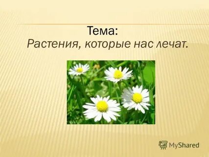 Растения которые лечат
