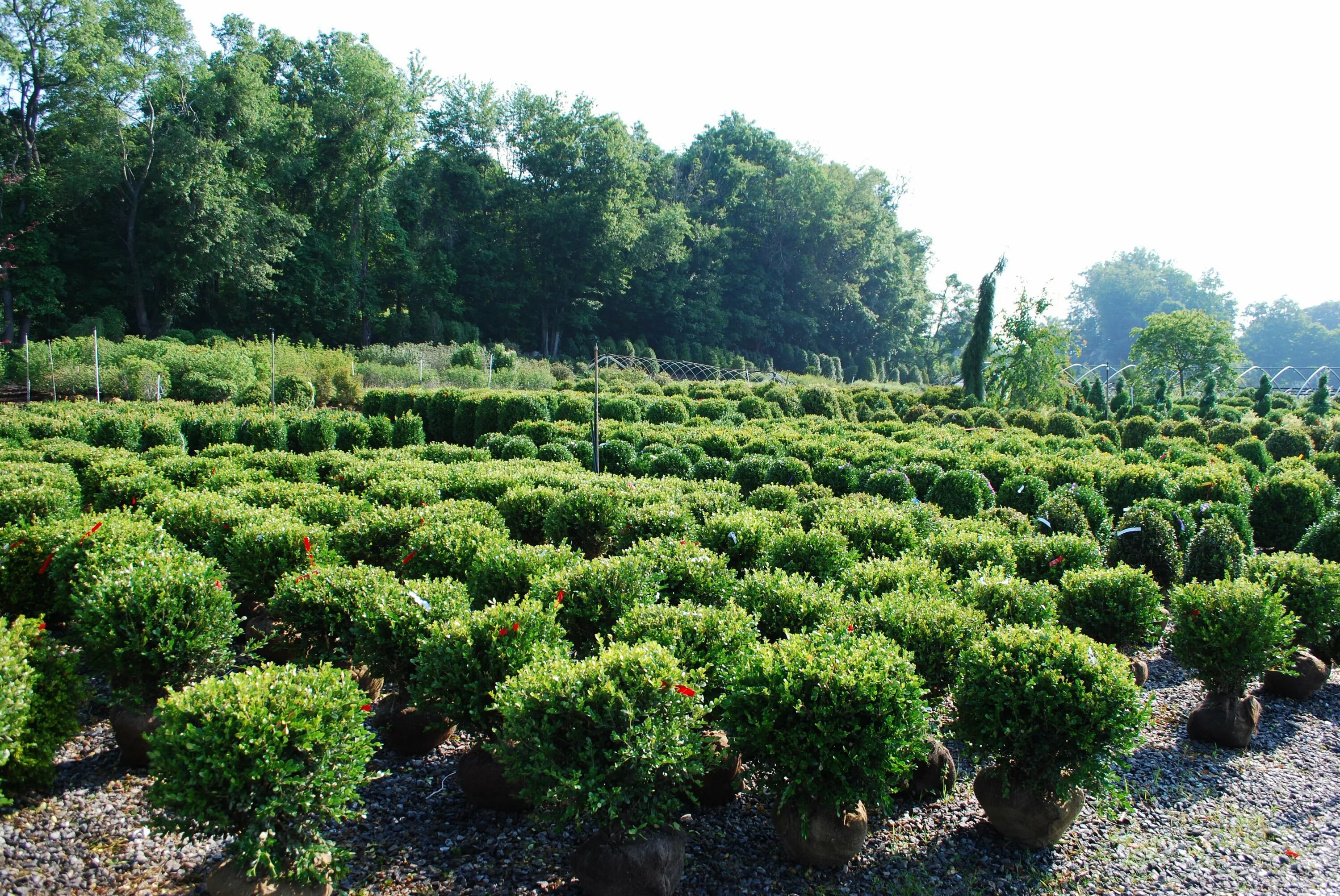 Buxus Sinica. Buxus Sinica var. Insularis. Вечнозеленый кустарник Тбилиси. Османтус Бурквуда изгородь.