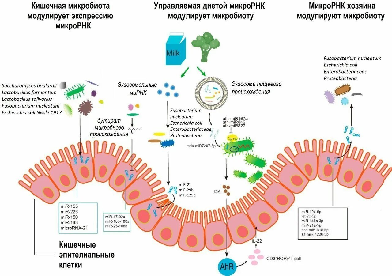 Структура микробиома не соответствует норме