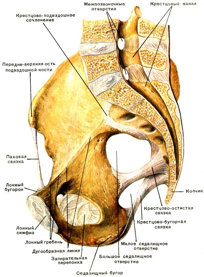 Запертое отверстие. Запирательное отверстие таза анатомия. Запирательная мембрана таза. Большое седалищное отверстие анатомия. Седалищные отверстия таза.