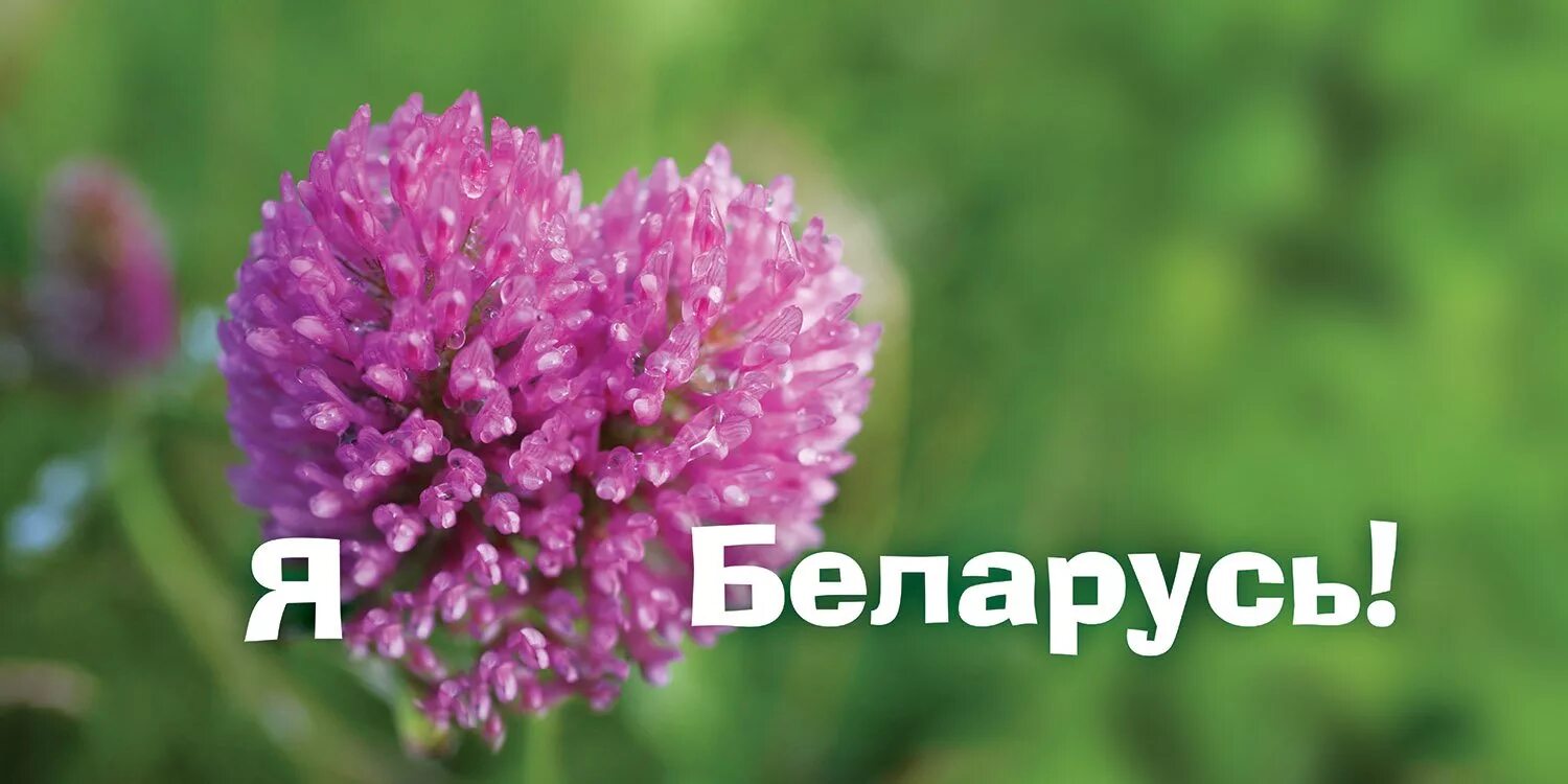 Почему я люблю беларусь на английском. Я люблю беларусь. я люблю беларусь плакат. я люблю беларусь фото. реклама я люблю беларусь.
