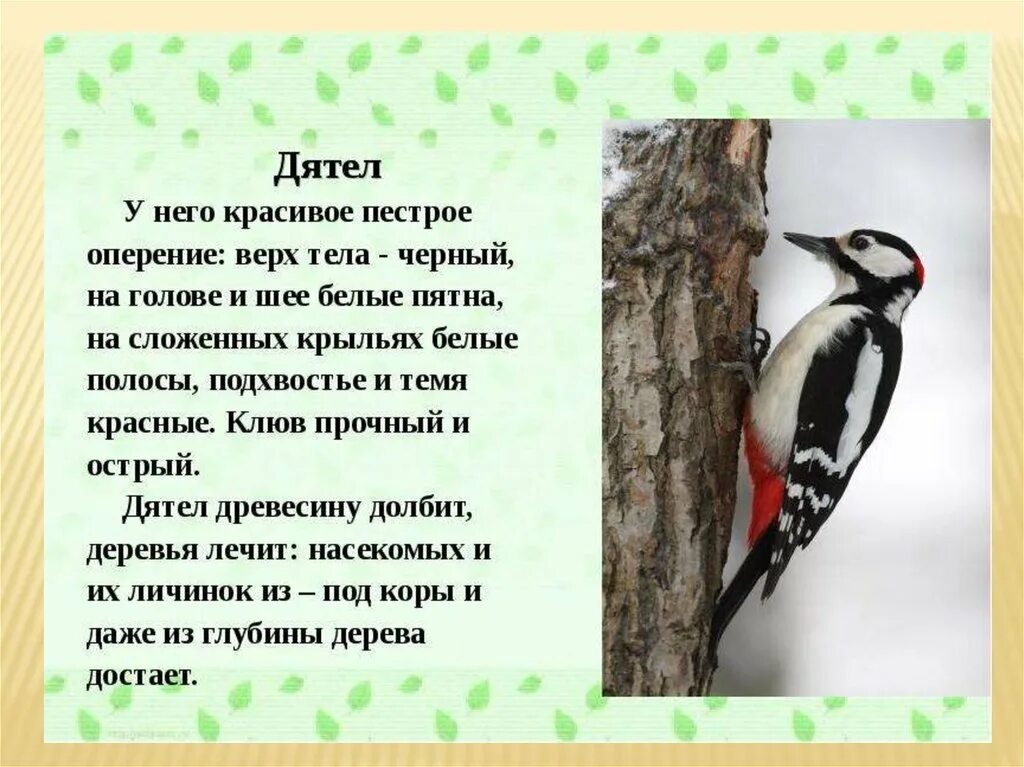 Описание птиц 1 класс. Описание птицы дятел 2 класс. описание птицы дятла кратко. дятел описание для детей. дятел птица описание для детей 1 класса.