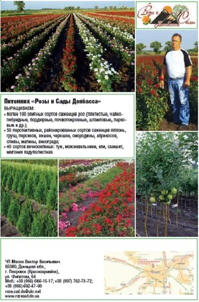 Саженцы роз элит. Питомник элитных роз. Питомник роз кордес. Питомник саженцев роз элит. Роза флоранс делатр.