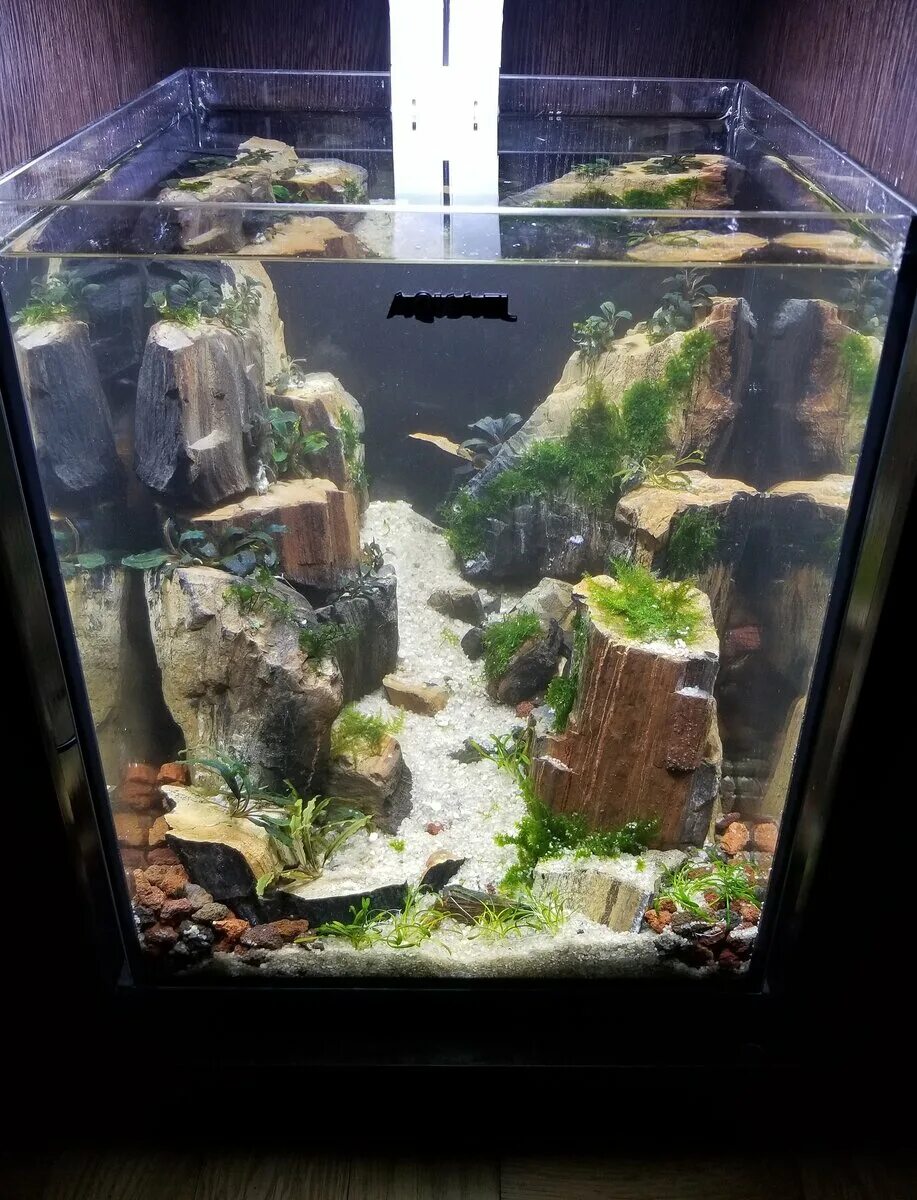 Акваскейп 200 литров. Голландский акваскейп. Создания аквариума. Черноводный скейп с неонами. Японский аквариумист такаши амано.