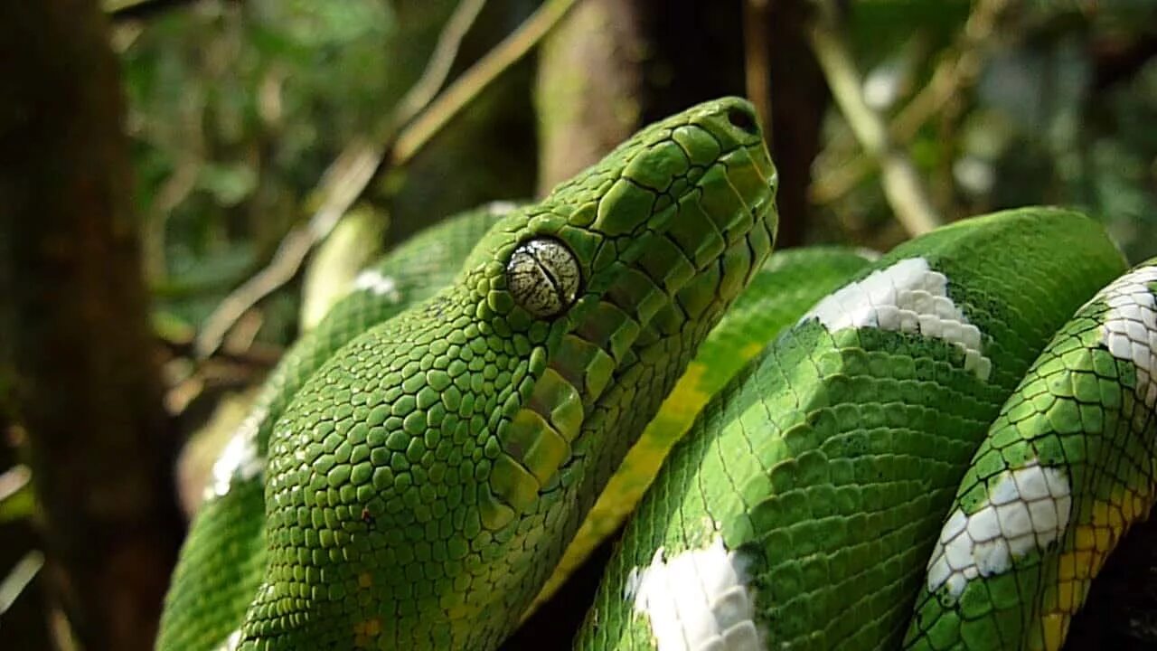 Змеи в тропическом лесу. Тропический лес змеи. Змеи в джунглях. Сельва змеи. Влажные тропические леса змеи.