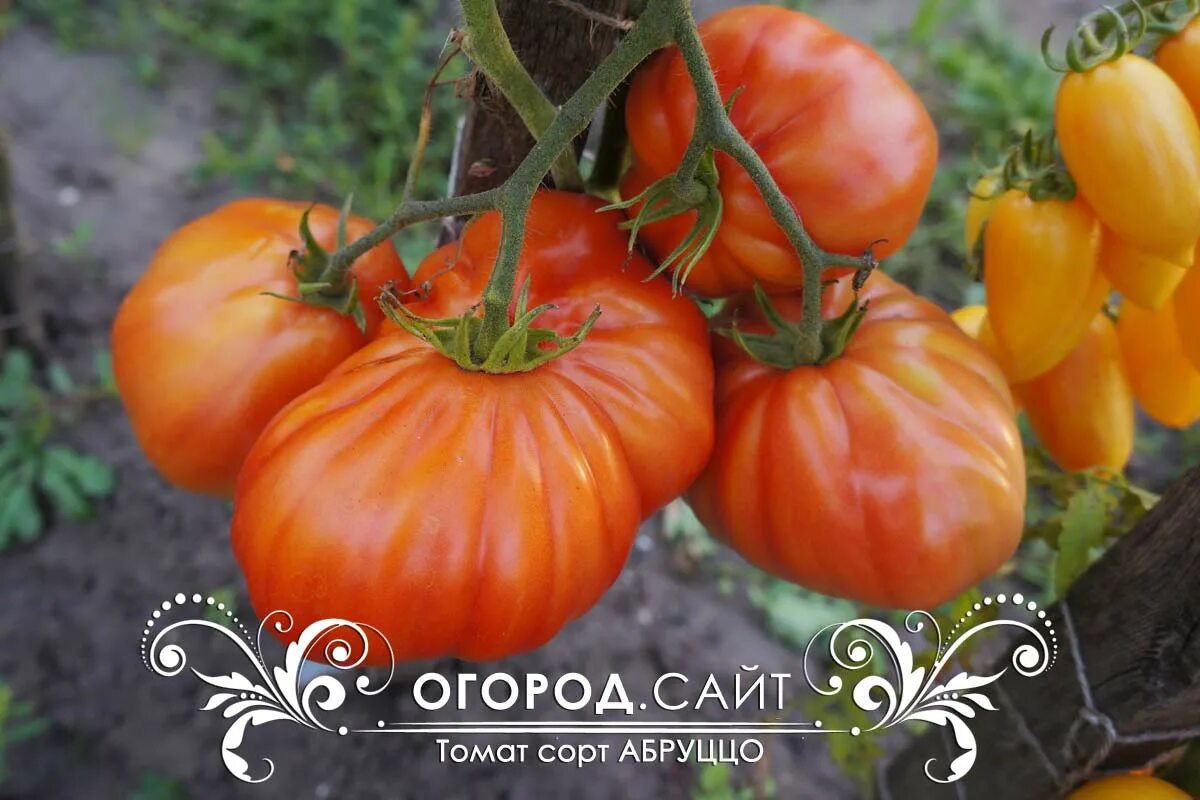 Контент Melisssa - tomat-pomidor.com