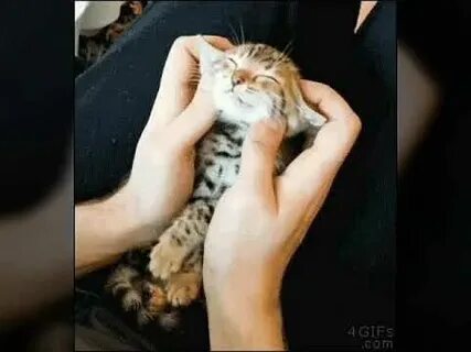 Котенок перебирает лапками