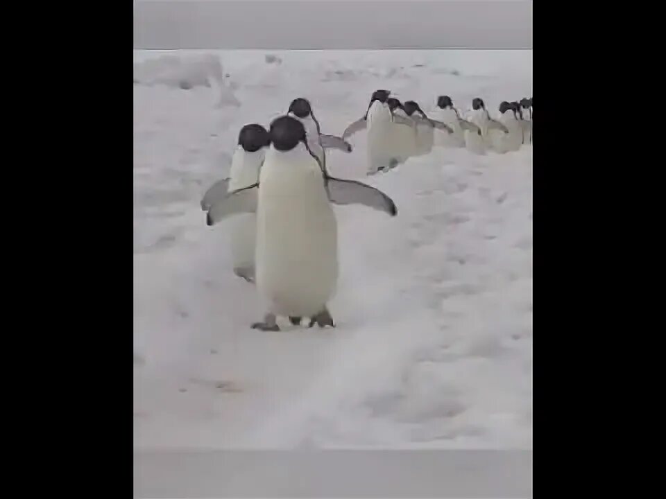Пингвины идут с пляжа молча