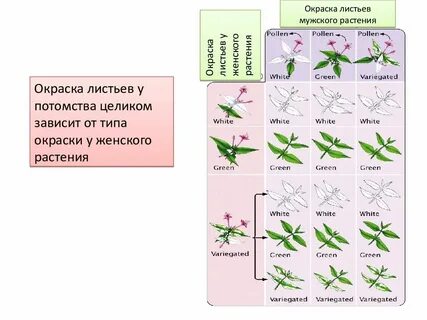 Окраска растений
