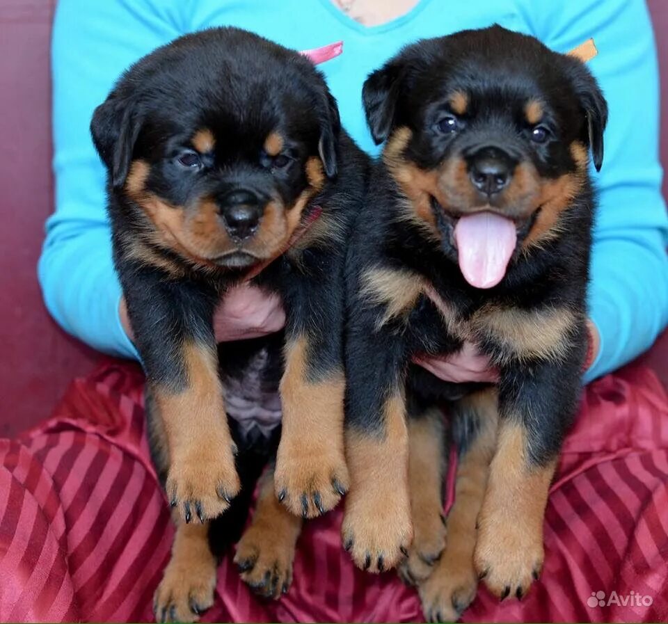 Сколько стоят щенки в спб. Акита. Чистокровный лабрадор щенок. Порода собак петербургская орхидея. Лежачая собачка ротвейлер плюшевая.