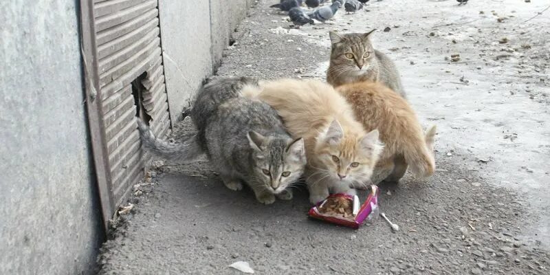 отлов бездомных кошек. покажи бездомных котят. новосибирск отловленные кошки. кошка для вылавливания сетей. бездомные кошки и собаки.