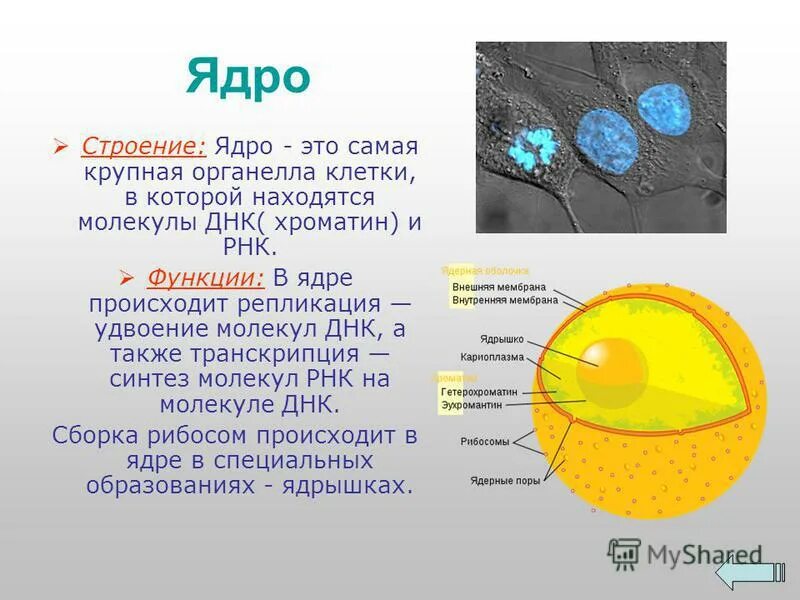 Ядро клетки окружено