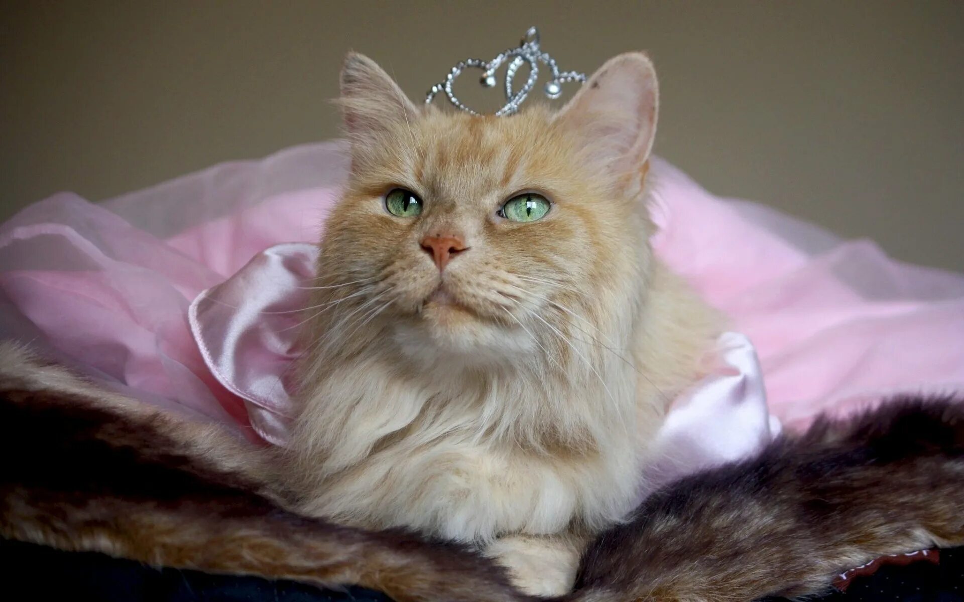 Кошка султана. Крим Пафф кошка. Кот в короне. Кошечка с короной. Котенок в короне.