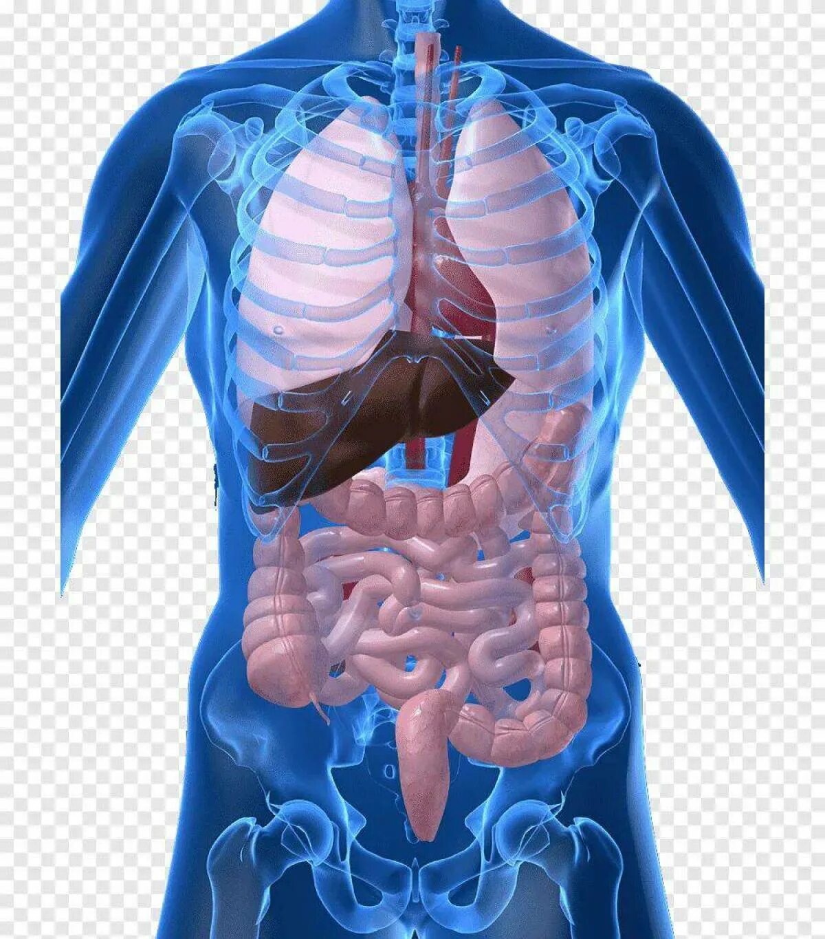 Форма органов человека. Органы человека. Внутренние органы. Тело человека внутренние органы. Строение внутренних органов.