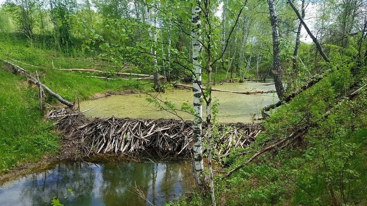 Бобры плотина. Плотина Бобров. Бобр запруда. Река Воря бобровая плотина. Запруда на реке