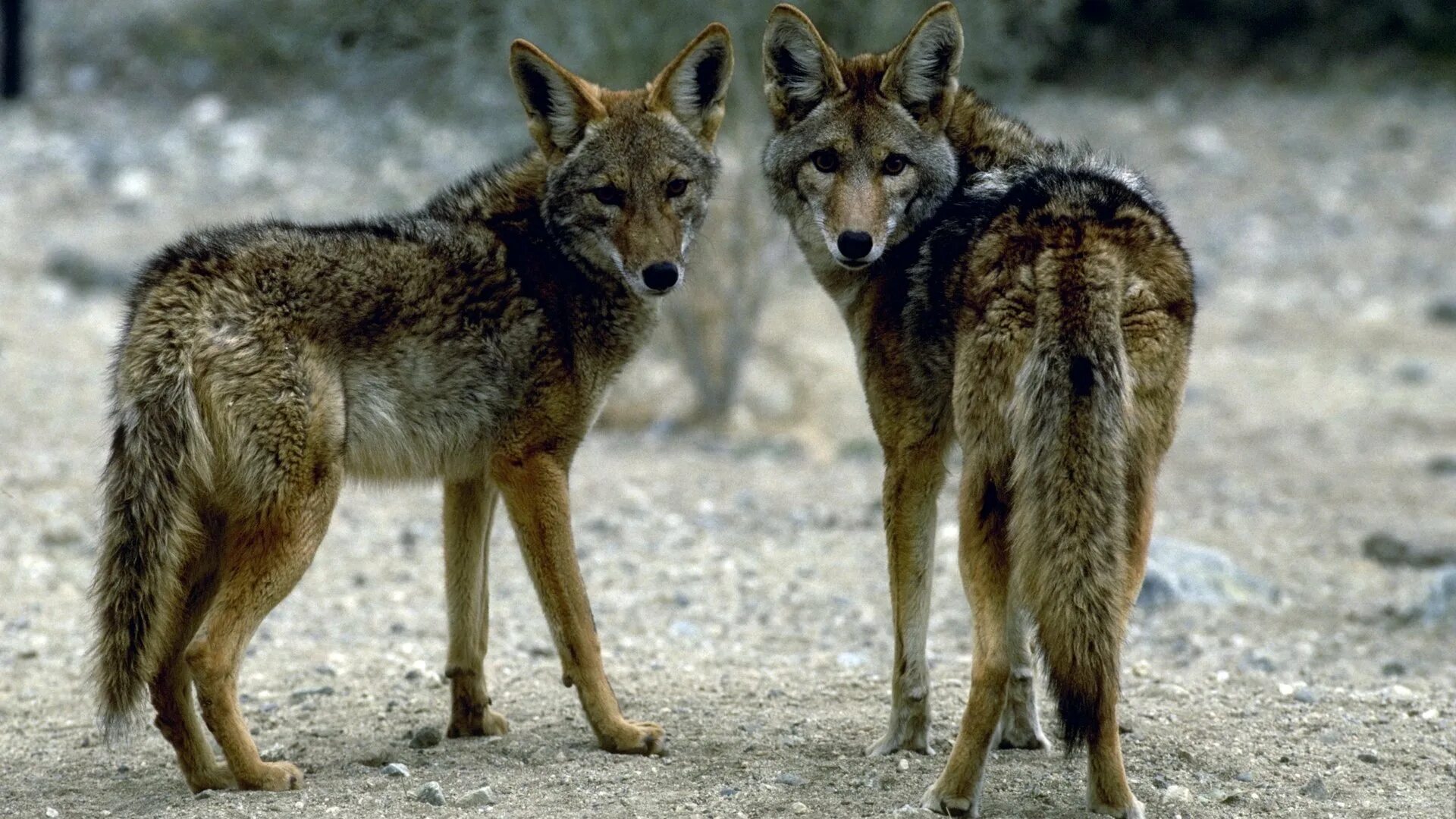 Четыре души койота. Шакал семейство псовые. Луговой волк canis Latrans. Волк койот и Шакал. Отряд Хищные семейство Волчьи.